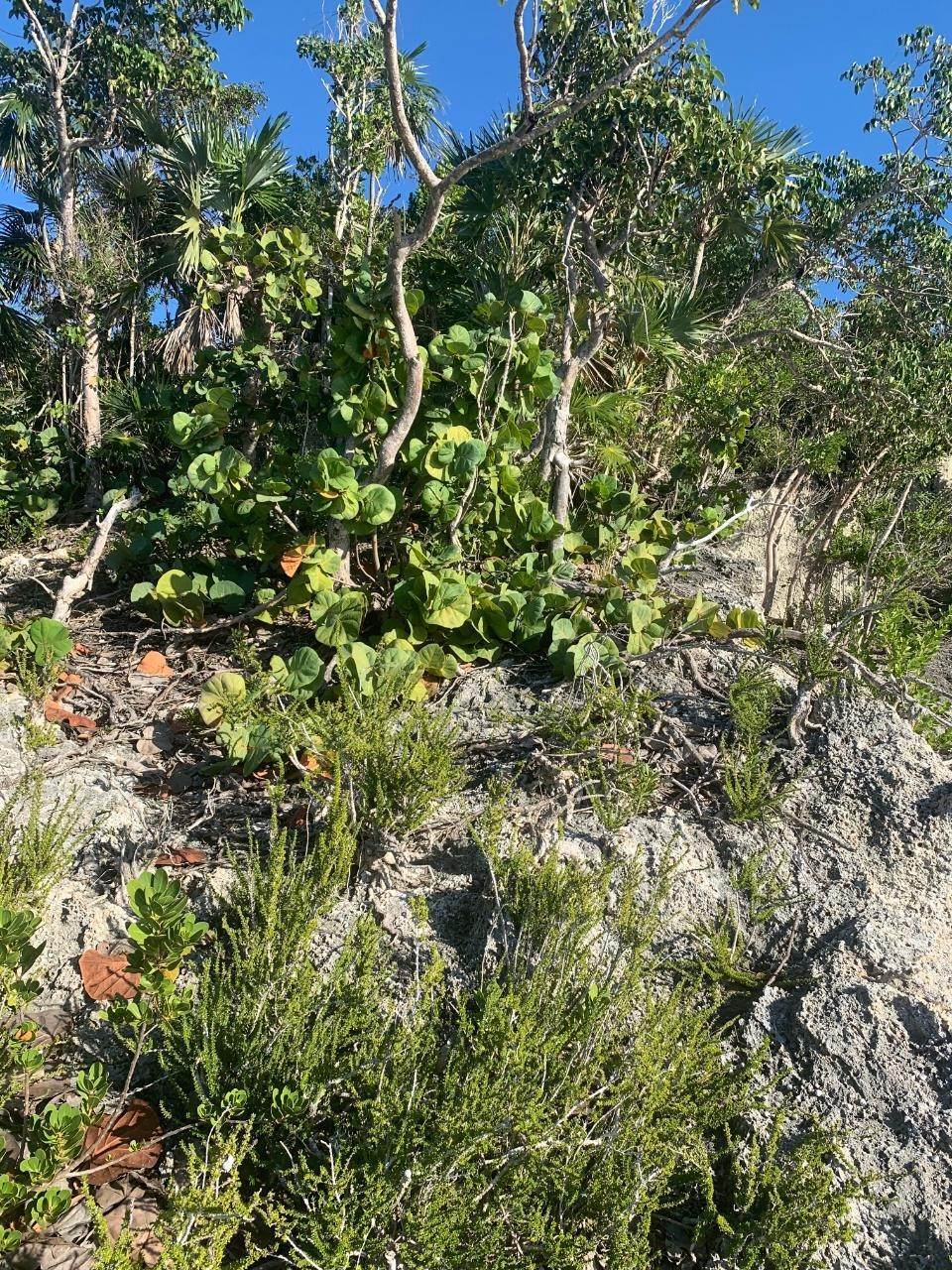 28. Land for Sale at Elbow Cay Hope Town, Abaco Bahamas